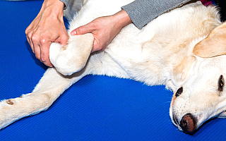 Olsztyńscy naukowcy opracowali innowacyjny implant, dzięki któremu psy po kontuzji kolana odzyskują pełną sprawność